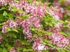Alyva smulkialapė ,Superba' (lot. Syringa microphylla) Alyva smulkialapė ,Superba' (lot. Syringa microphylla)
